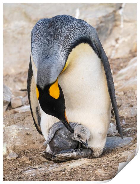 Small chick hiding in the feathers of a King Penguin at Bluff Co Print by Steve Heap