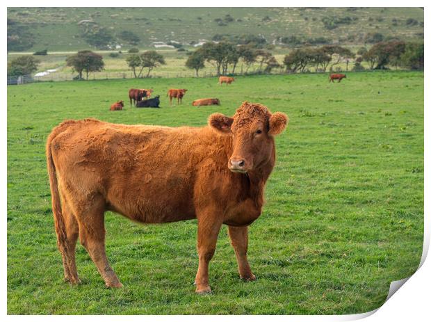 Brown cow looking at camera in English field Print by Steve Heap