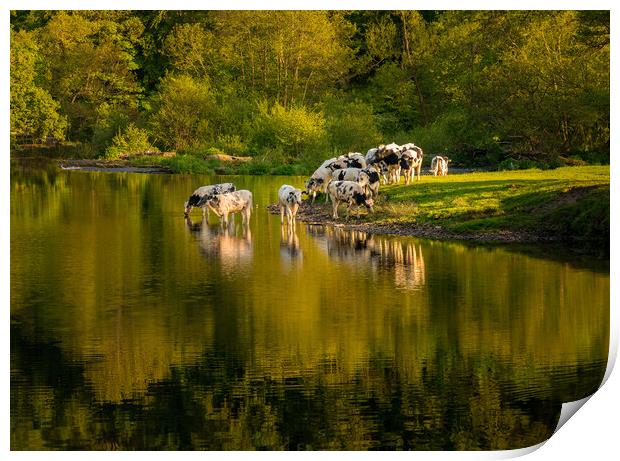 Cows in River Dee outside Llangollen in Wales Print by Steve Heap