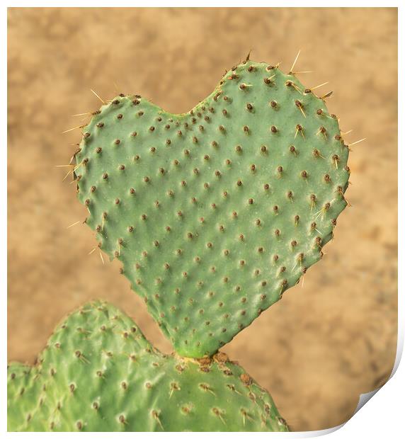 Heart shaped cactus called Prickly Pear Print by Steve Heap