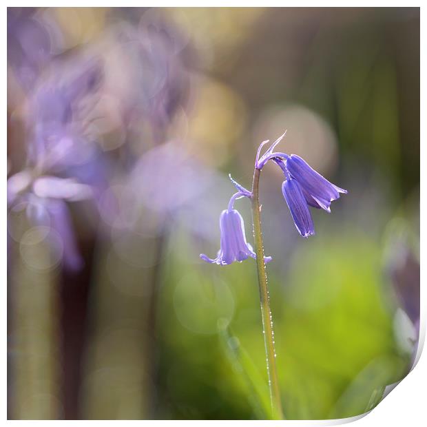 Bluebell in springtime Print by Jackie Davies