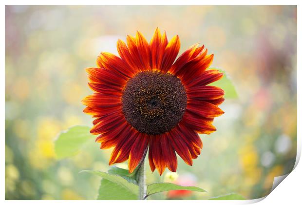 Red Sunflower in a Cottage Garden Print by Jackie Davies