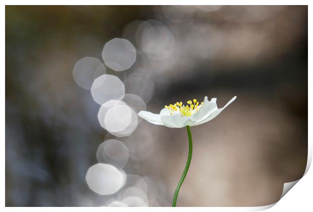 Single Wood Anemone   Print by Jackie Davies