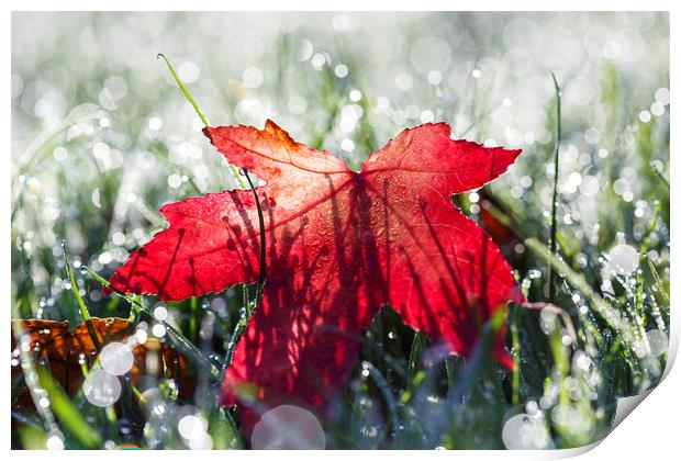 Autumn Leaf and Dew Drops Print by Jackie Davies