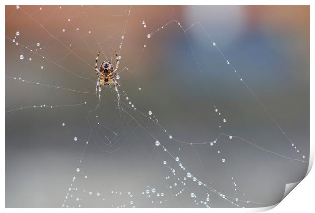 Spider on his Web Print by Jackie Davies