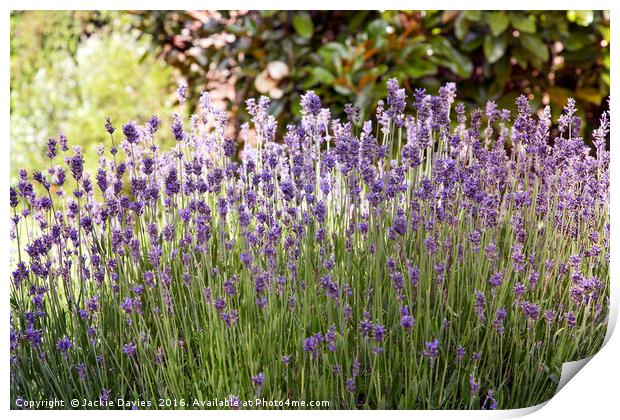 Summertime Lavender  Print by Jackie Davies