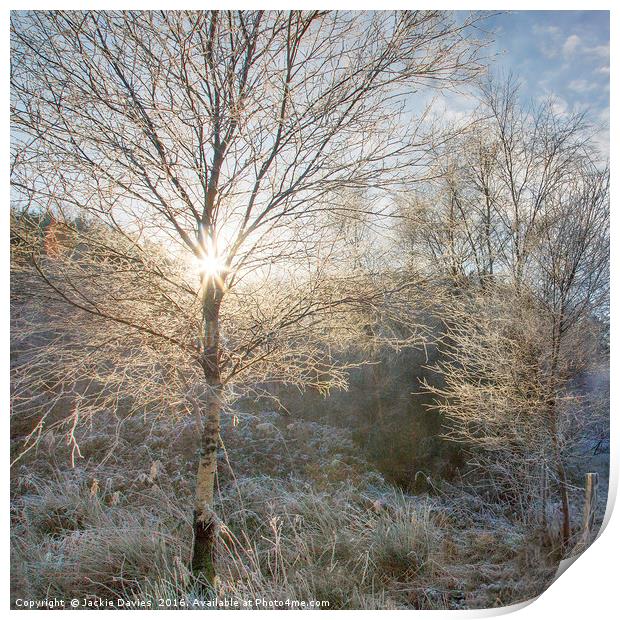 Winter Sunburst Print by Jackie Davies