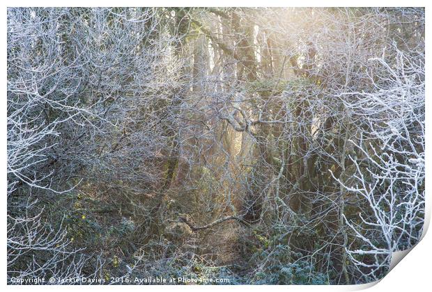 Frosty Winter Forest Print by Jackie Davies