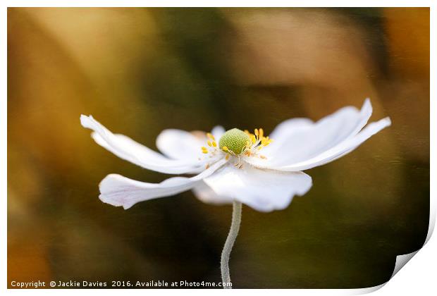 White Anemone Print by Jackie Davies