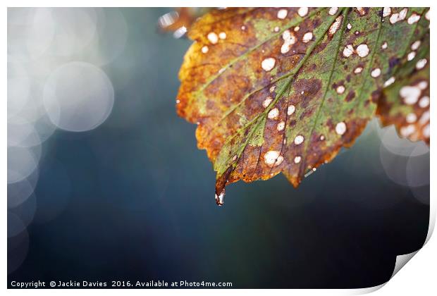 Autumn Leaf Print by Jackie Davies