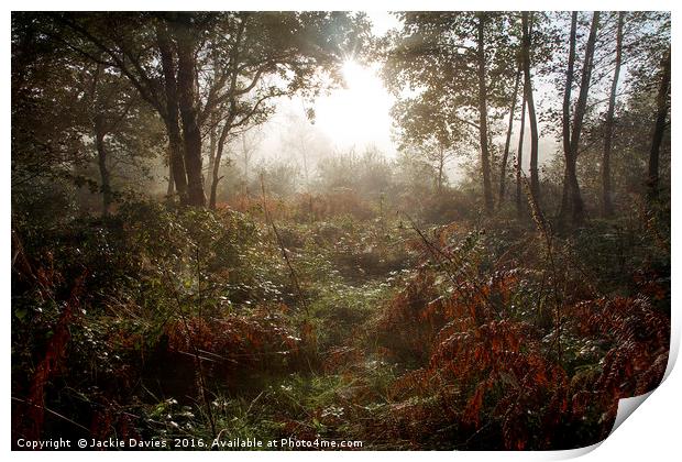 Autumn Woods Print by Jackie Davies