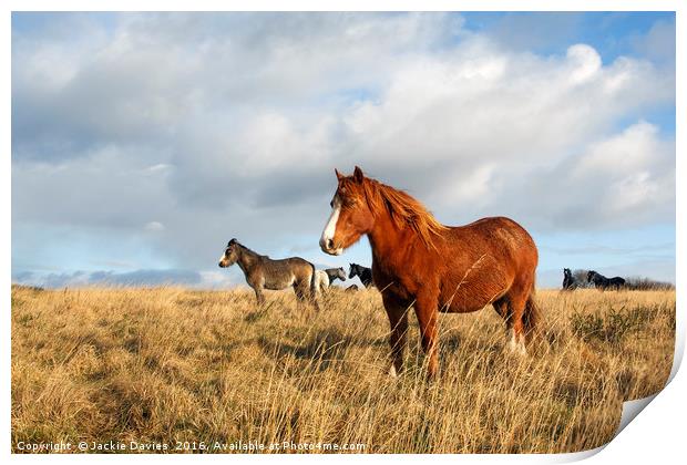 Wild Welsh Ponies Print by Jackie Davies