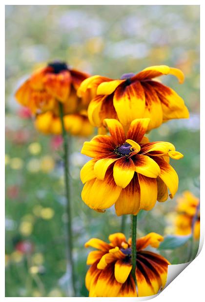 Golden Summer Marigolds Print by Jackie Davies