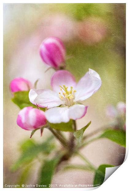 Springtime Apple Blossoms Print by Jackie Davies