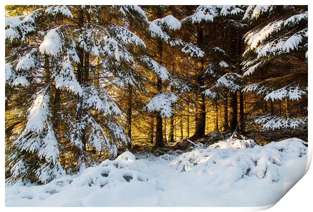 Winter Woodland Sunset  Print by Jackie Davies