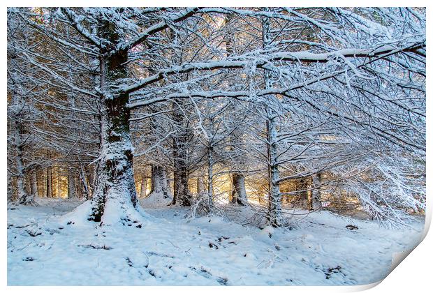 Snowscape in the forest at sunset Print by Jackie Davies