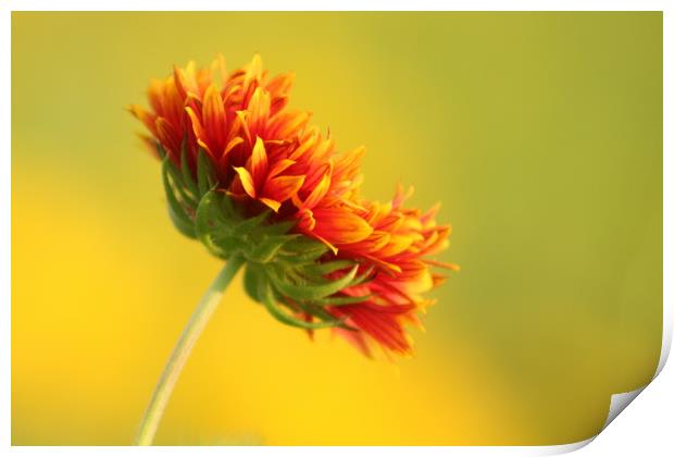 Flaming flora Print by Indranil Bhattacharjee
