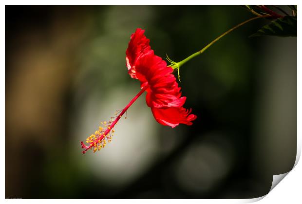 Red Hibiscus Print by Indranil Bhattacharjee