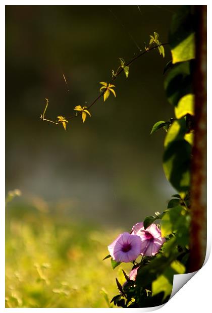 Sunlight on the flowers  Print by Indranil Bhattacharjee