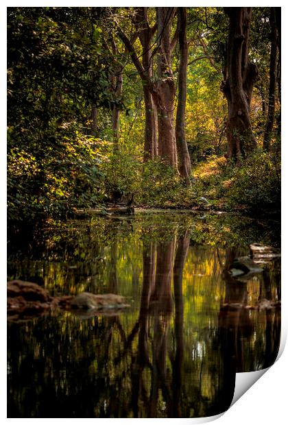 Pench Landscape Print by Indranil Bhattacharjee