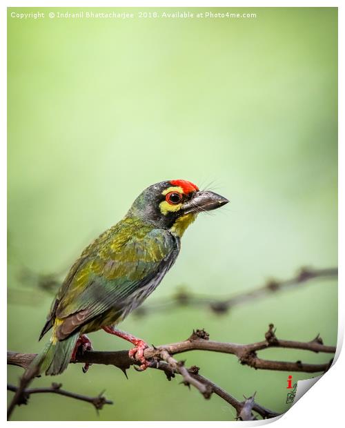 Coppersmith Barbet Print by Indranil Bhattacharjee