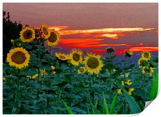 Sunflower Sunset Print by Peter Balfour