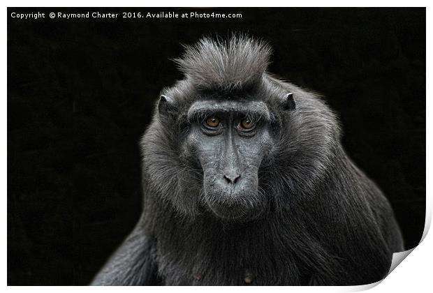 Black Sulawesi Macaques. Print by Raymond Charter