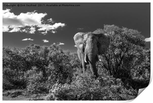 Elephant, Addo Elephant National Park Print by Dirk Seyfried
