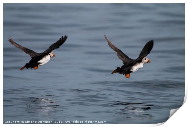 Puffins in flight Print by Simon Hutchinson