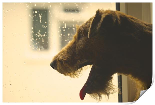 irish terrier Print by Bob New