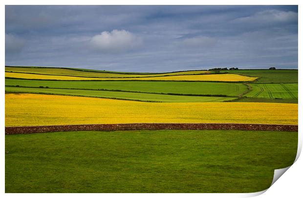 Fields at the bottom of St Bees Head, Cumbria Print by David Bigwood