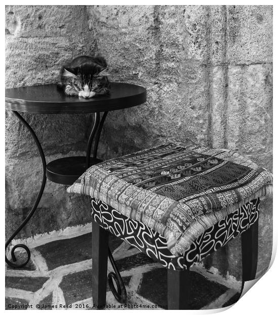 Cat, Lindos, Greece Print by James Reed