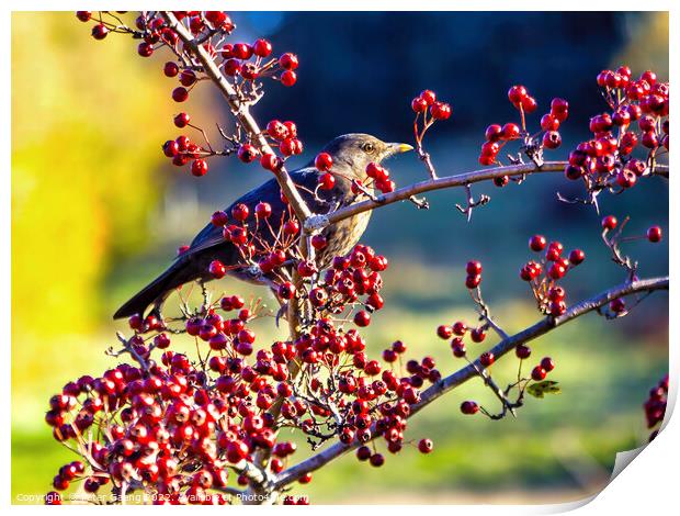 Autumn's Palette: Blackbird on Hawthorn Print by Peter Gaeng