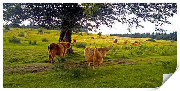 Enchanting Highland Cows: An Idyllic Scottish Scen Print by Peter Gaeng
