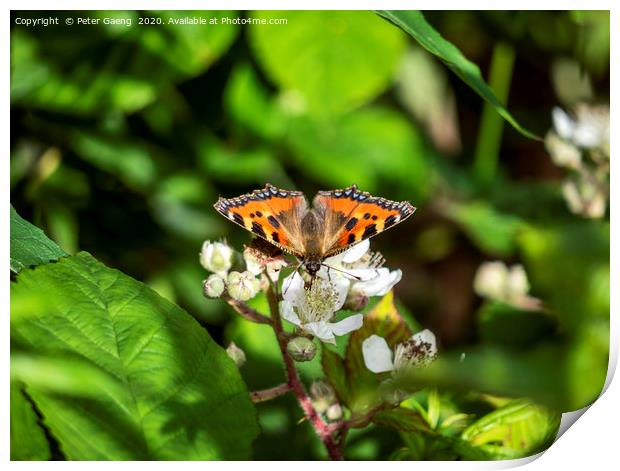 Orange butterfly  sitting on flowers Print by Peter Gaeng