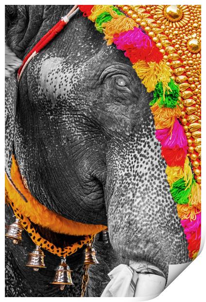 Elephant's eye, India Print by geoff shoults