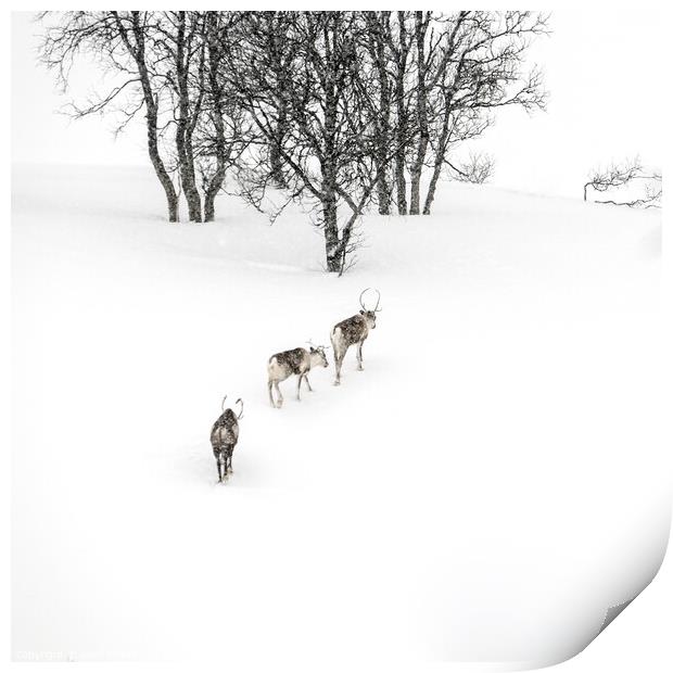 Reindeer in the Arctic Print by geoff shoults
