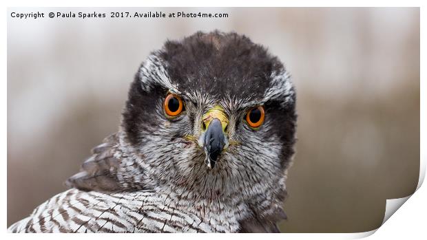 Goshawk's steely stare Print by Paula Sparkes