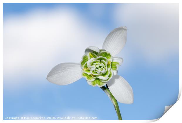 Snow drop against the sky. Print by Paula Sparkes