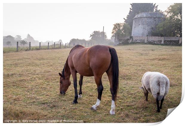 Horse and Sheep Grazing Print by Gary Parker