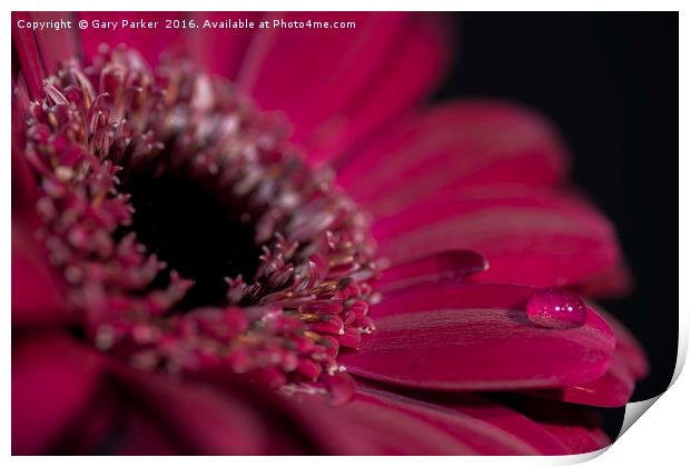 A purple/red flower closeup, with a drop of water Print by Gary Parker
