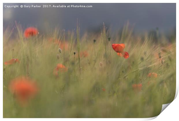 Red wild poppies in a green field  Print by Gary Parker