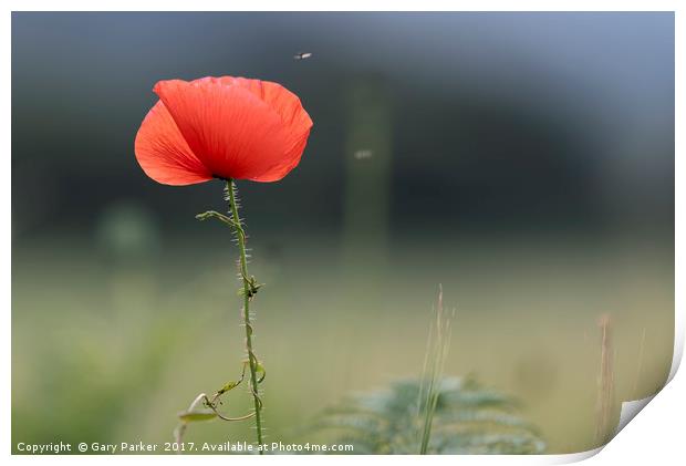 Closeup of single poppy flower in field of grass.  Print by Gary Parker