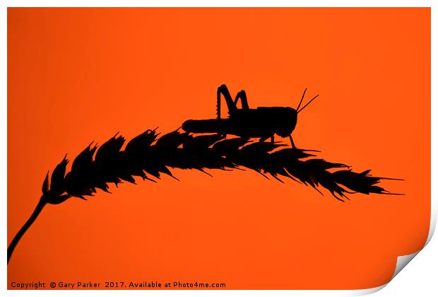 Desert Locust silhouetted against a red sun Print by Gary Parker
