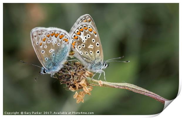 Butterflies at dawn Print by Gary Parker