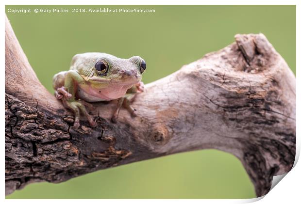 White Tree Frog, perched on a branch Print by Gary Parker