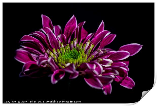 purple flower with white edged petals, isolated Print by Gary Parker