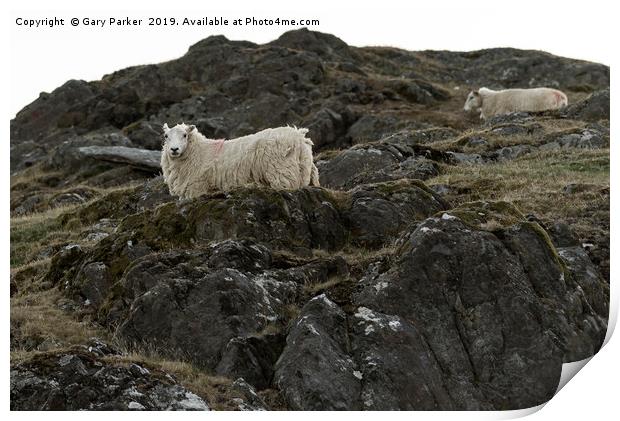 Sheep, grazing on a rocky mountainside, in Wales Print by Gary Parker