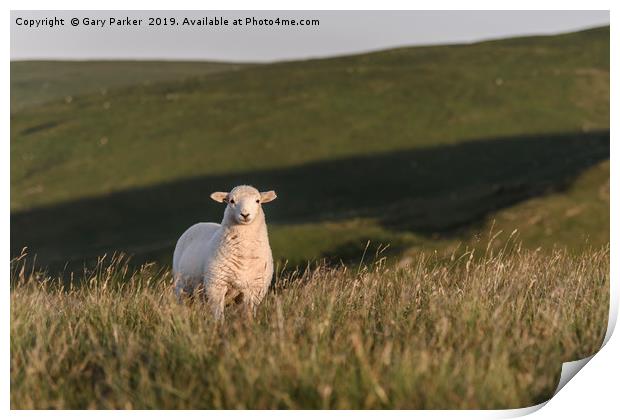A single lamb, looking directly at the camera Print by Gary Parker