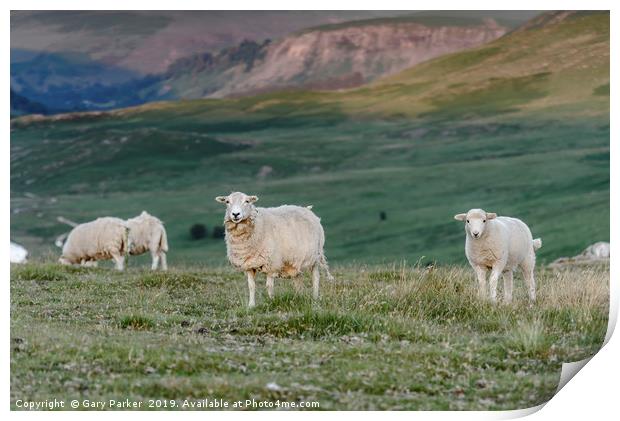 Sheep grazing in the natural landscape of Wales Print by Gary Parker